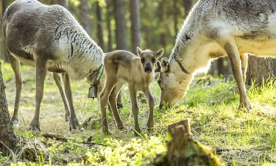 Rovaniemi: Summer Reindeer Farm Experience - Meeting reindeer in their summer setting