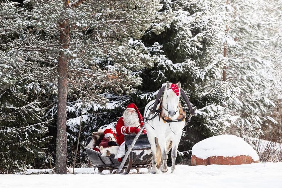 Rovaniemi: Traditional Finnhorse Sleigh Ride at SCV (3km) - Why a Finnhorse makes this different
