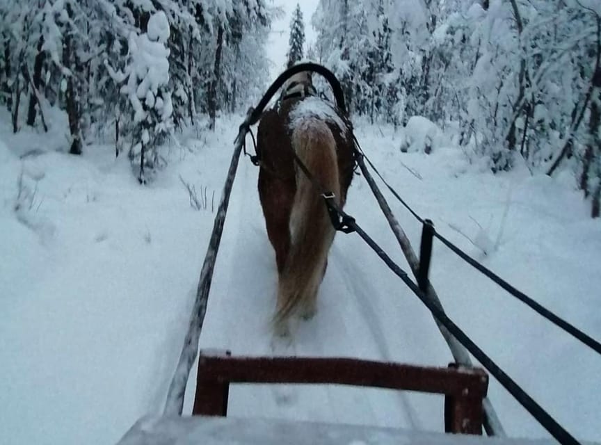 Rovaniemi: Traditional Finnhorse Sleigh Ride at SCV (3km) - Timing, group size, and the practical details