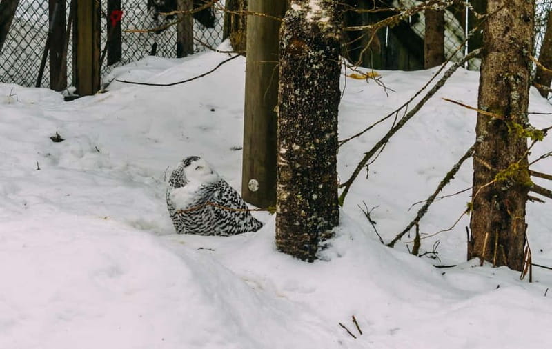 Rovaniemi: Trip to Ranua Zoo with Tickets - The white bear that gives Ranua its appeal