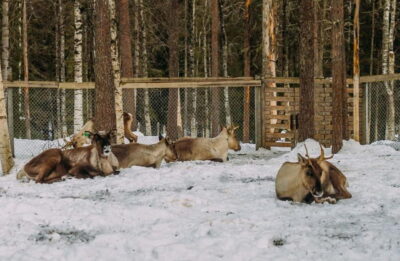 Trip to Ranua Zoo with Tickets