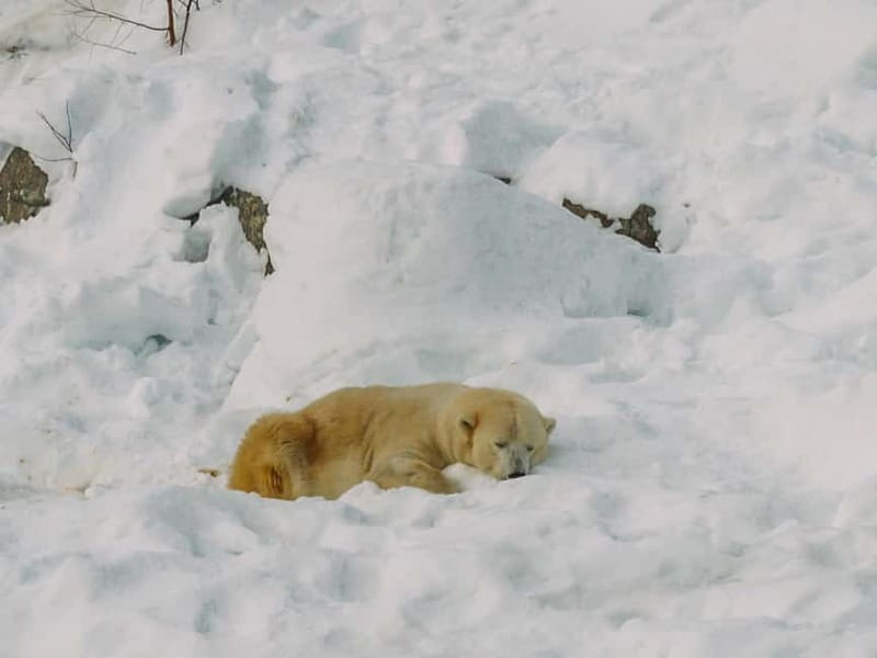 Rovaniemi: Trip to Ranua Zoo with Tickets - Who will enjoy this half-day outing