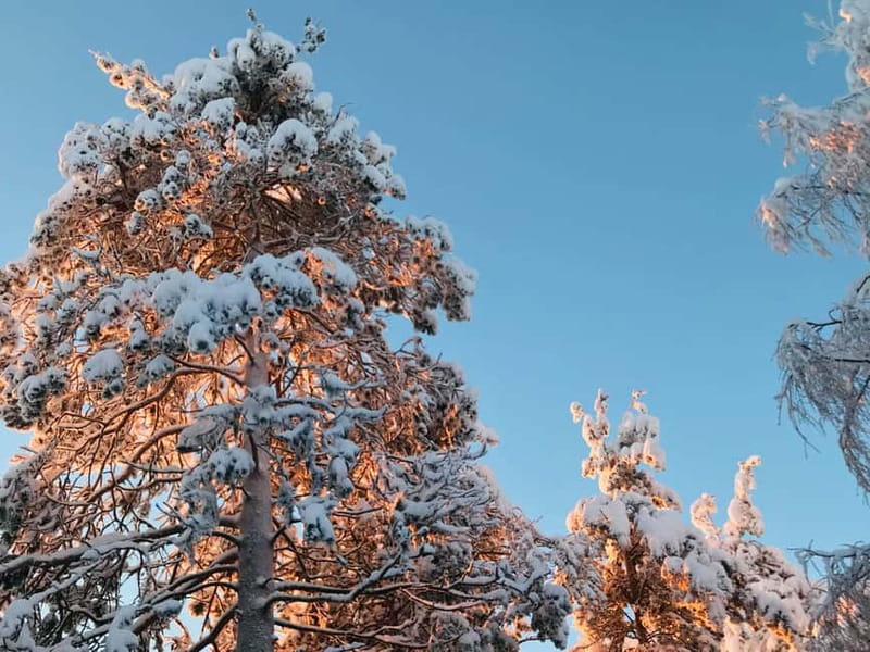 Rovaniemi: Trip to Ranua Zoo with Tickets - Should you book the Ranua Zoo trip?