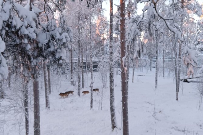 Rovaniemi: Trip to Ranua Zoo with Tickets Included - Pickup From Rovaniemi and the Drive South