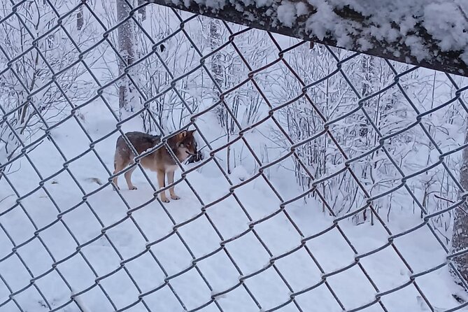 Rovaniemi: Trip to Ranua Zoo with Tickets Included - Who Will Enjoy This Trip Most