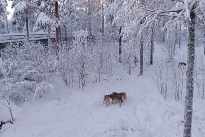 Rovaniemi: Trip to Ranua Zoo with Tickets Included - Should You Book the Ranua Zoo Trip?