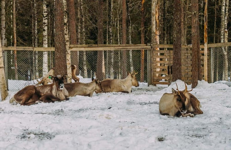 Rovaniemi: Trip to Ranua Zoo with Tickets - Inside Ranua Zoo: a walk rather than a show