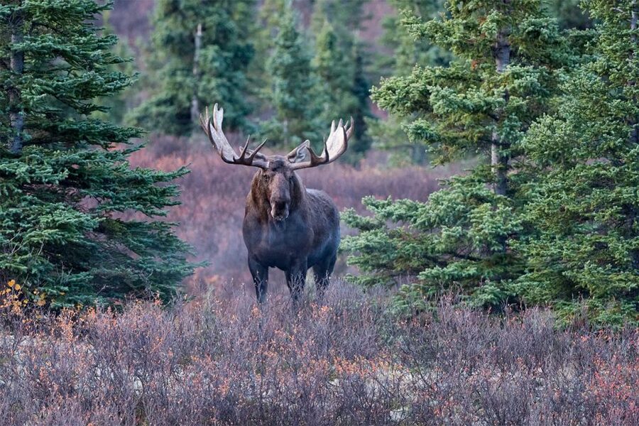 Rovaniemi: Wild Moose Safari - Key points before you book