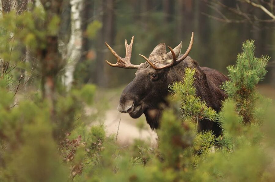 Rovaniemi: Wild Moose Safari - Why timing matters in Lapland