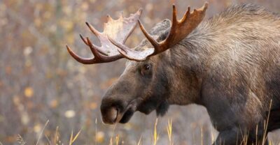 Wild Moose Safari