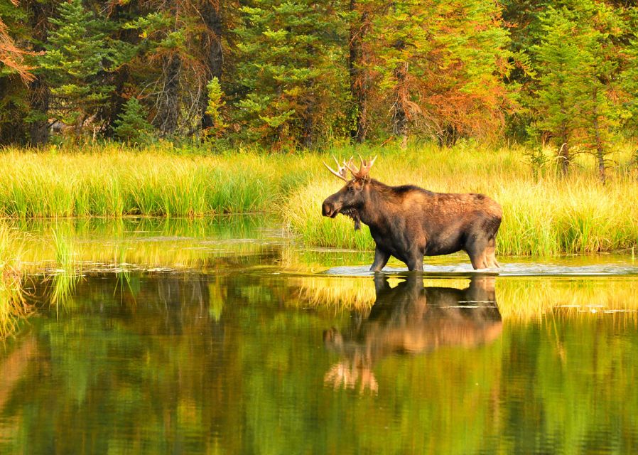 Rovaniemi: Wild Moose Safari - A frozen lake, gingerbread, and blueberry juice