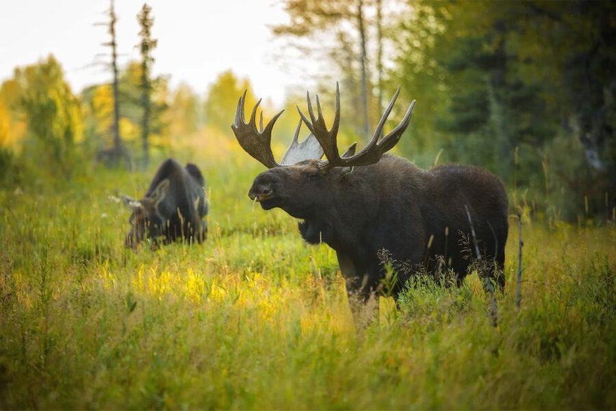 Rovaniemi: Wild Moose Safari - The guide and the quality of the drive