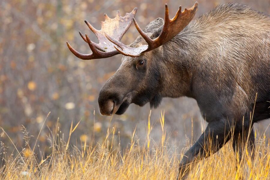 Rovaniemi: Wild Moose Safari - Is $146 a fair price?
