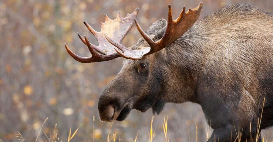 Rovaniemi: Wild Moose Safari - What the 3.5-hour safari looks like