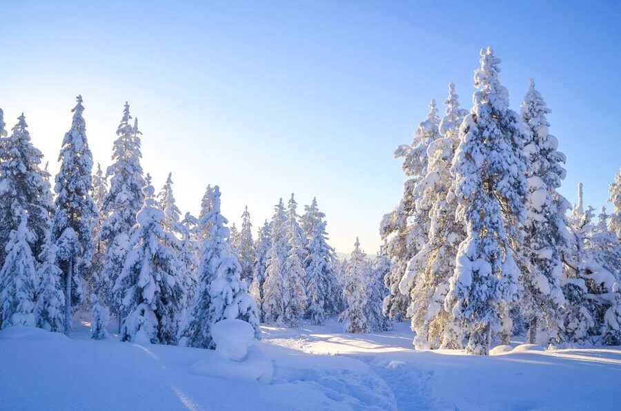 Rovaniemi: Wilderness Tour - What this Rovaniemi wilderness tour is really about