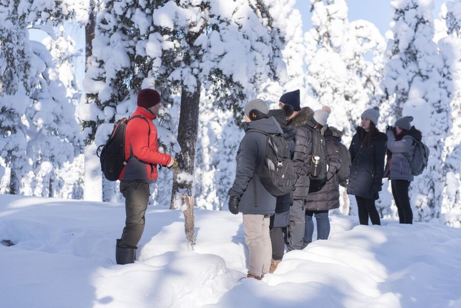 Rovaniemi: Wilderness Tour - Winter trails beneath snow and frozen trees