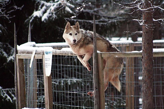 Santa Claus Village Guided Tour & Arctic Animals Adventure - How the two animal rides work together