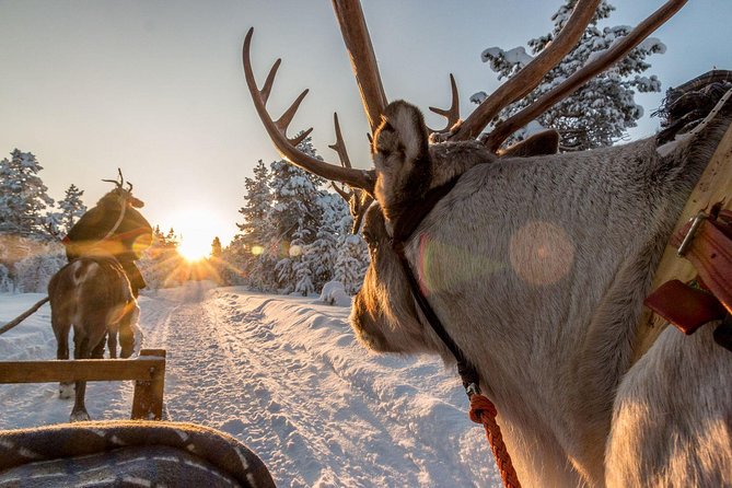 Santa Claus Village Guided Tour & Arctic Animals Adventure - A guide can make the packed schedule easier