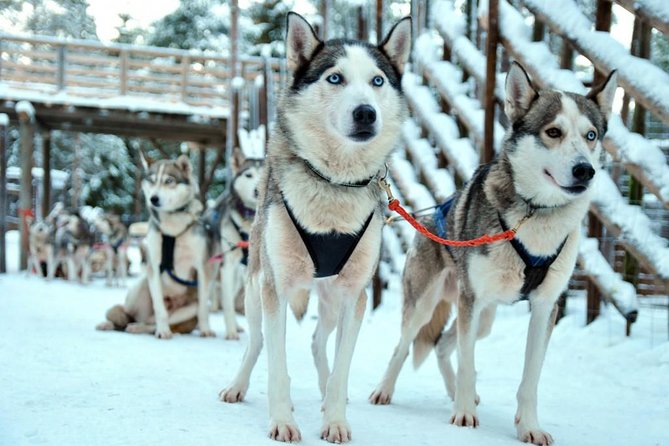 Santa Claus Village Guided Tour & Arctic Animals Adventure - Who will enjoy this tour most?