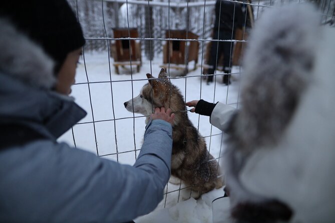 Santa Claus Village, Husky and Reindeers Combo Safari - Meeting huskies and taking the dog sled