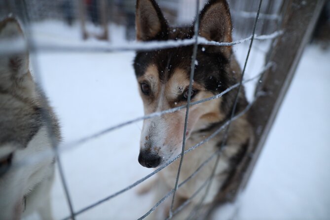 Santa Claus Village, Husky and Reindeers Combo Safari - Is $252.32 per person good value?