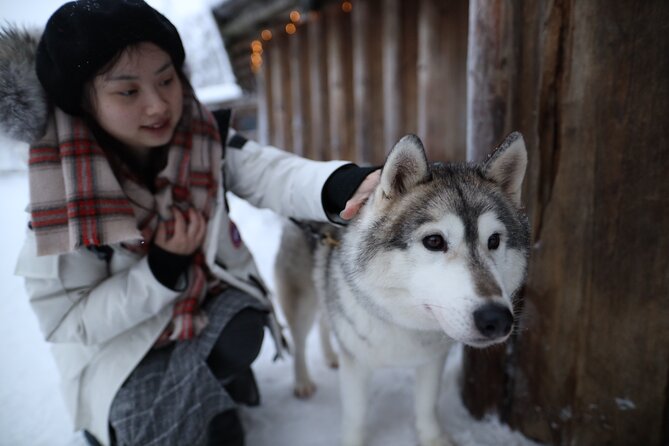 Santa Claus Village, Husky and Reindeers Combo Safari - Who will enjoy this most?