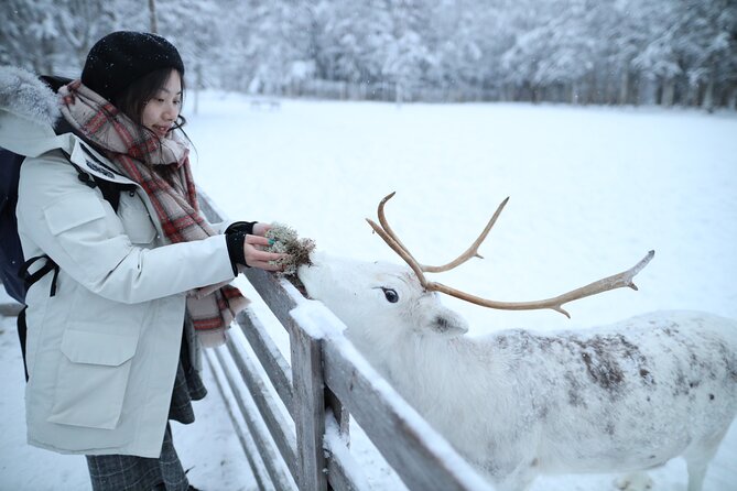 Santa Claus Village, Husky and Reindeers Combo Safari - The reindeer yard and the 400-meter sleigh ride