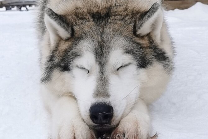 Santa's Reindeer & Husky Safari + Aurora BBQ in Rovaniemi - A full Lapland day split between animals and auroras