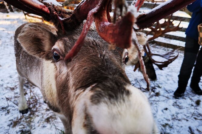 Santa's Reindeer & Husky Safari + Aurora BBQ in Rovaniemi - The evening Aurora hunt at two locations
