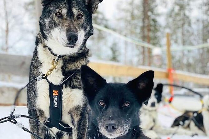 Santa's Reindeer & Husky Safari + Aurora BBQ in Rovaniemi - BBQ, berry tea, sausages, and marshmallows