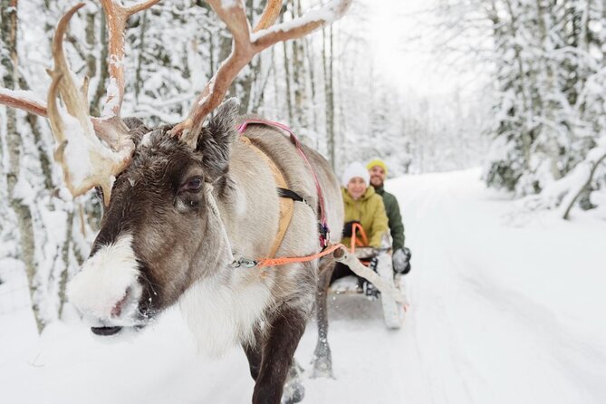 Santa's Reindeer & Husky Safari + Aurora BBQ in Rovaniemi - Meeting the Siberian huskies near Rovaniemi