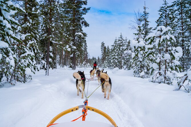 Small-Group Husky Mushing Experience in Rovaniemi - Key points at a glance