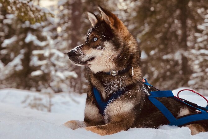 Small-Group Husky Mushing Experience in Rovaniemi - Driving 6 to 10 kilometers through snowy forest