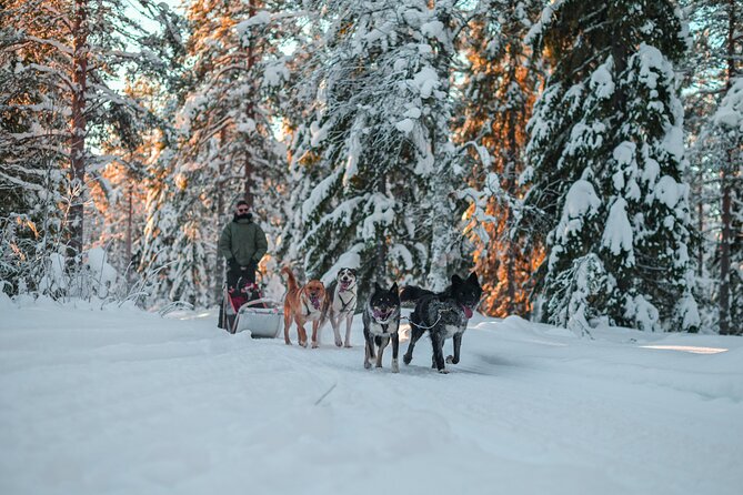 Small-Group Husky Mushing Experience in Rovaniemi - Warm clothing, food, and the kota