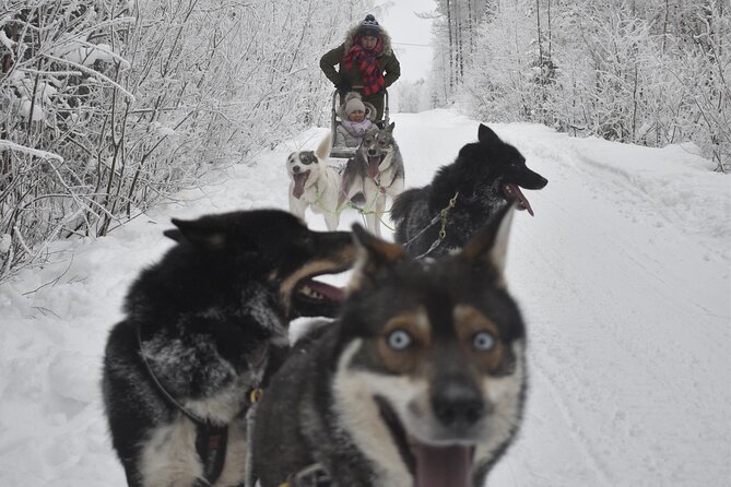 Small-Group Husky Mushing Experience in Rovaniemi - What the guides add, and where the tour could improve