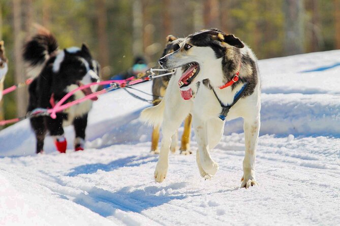 Small-Group Husky Mushing Experience in Rovaniemi - Is $277.05 good value?