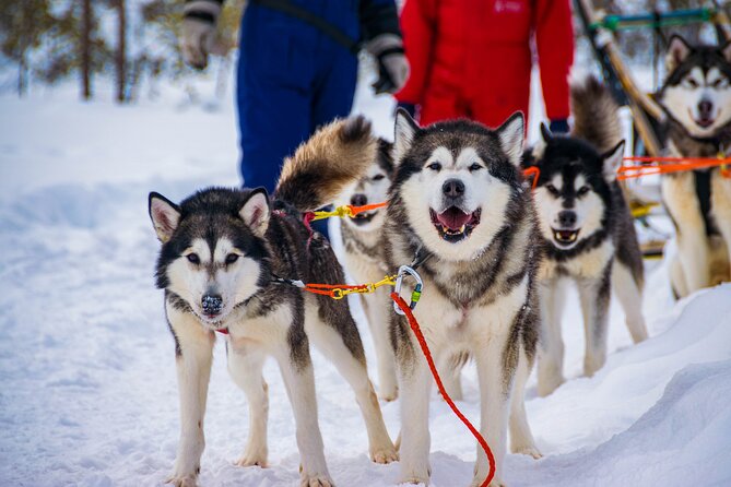 Small-Group Husky Mushing Experience in Rovaniemi - At the kennel, meet the team before the run