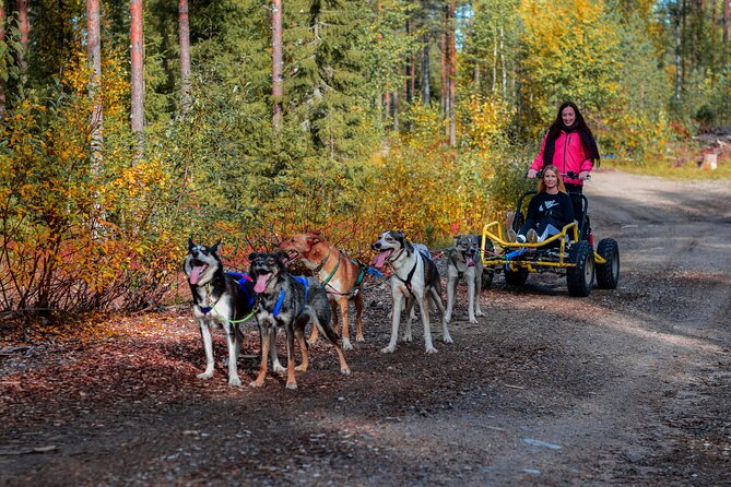 Small-Group Husky Sledding on Wheels in Rovaniemi in the fall - Key points to know before booking
