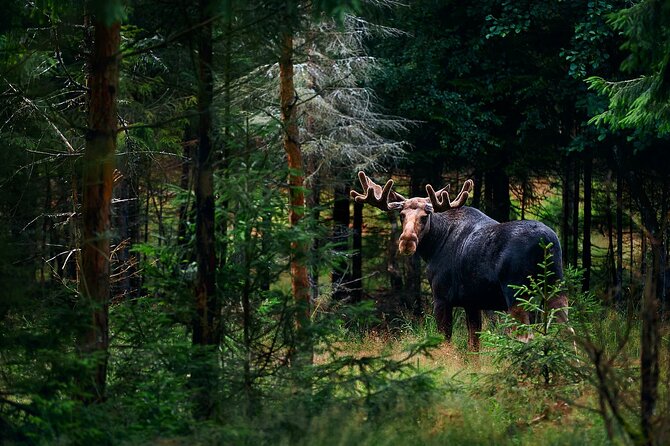 Small-Group Moose Wild Safari from Rovaniemi - At a glance