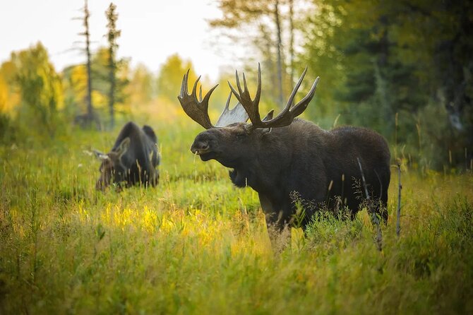 Small-Group Moose Wild Safari from Rovaniemi - Is $103.12 a fair price?