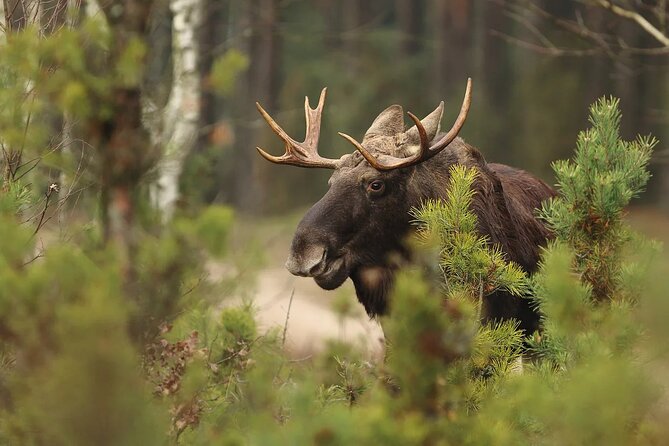 Small-Group Moose Wild Safari from Rovaniemi - Who will enjoy this safari most
