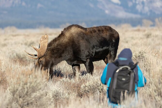 Small-Group Moose Wild Safari from Rovaniemi - Booking, meeting, and cancellation details