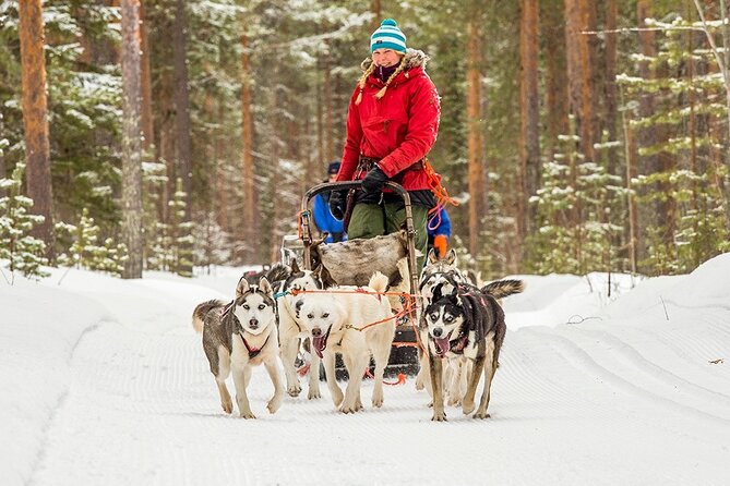 Snowmobile & Animals Day Tour - The husky farm: speed, noise, and a short run