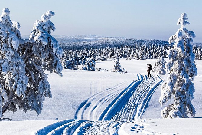 Snowmobile Safari in the Forest - A real forest ride from Kemi