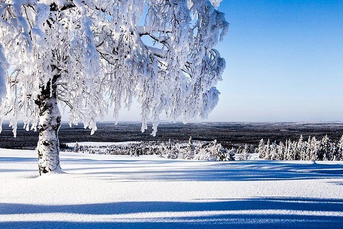 Snowmobile Safari in the Forest - Two to three hours of driving, spread across a full day