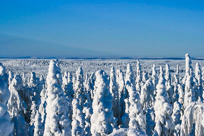 Snowmobile Safari in the Nature - Forest tracks, frozen lakes, and photo stops