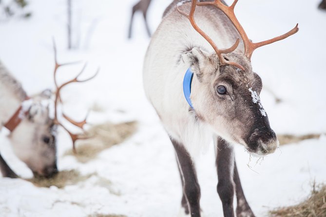 Snowmobile Safari to Lake Inari, meet & feed Reindeers, Lunch - Riding from Ivalo to frozen Lake Inari
