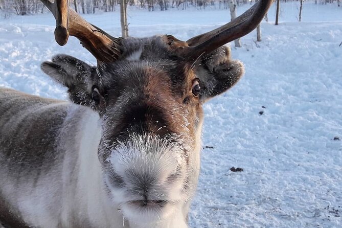 Snowmobile Safari to Lake Inari, meet & feed Reindeers, Lunch - Should you book the Lake Inari safari?