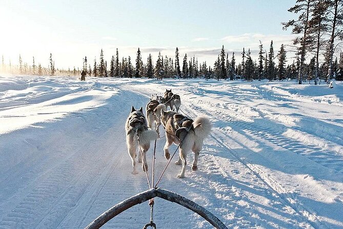 Snowy Trails 10km Husky Safari from Rovaniemi - What happens before and after the sled ride