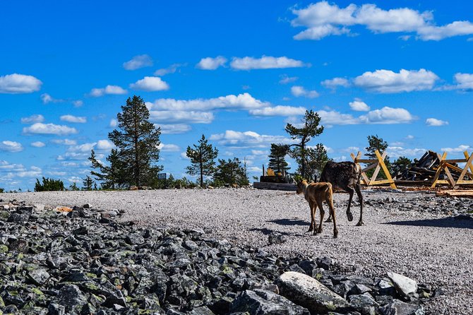 Trip to Pyhä-Luosto National Park and Amethyst Mine - Winter changes the shape of the day